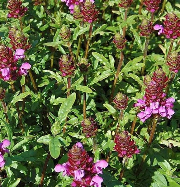 Nahaufnahme von Wiesenkopf-Blumen im Garten