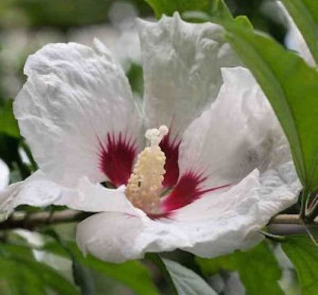 Nahaufnahme einer Hibiskusblüte