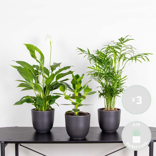 Bloomique - 3er-Mix - Schlafzimmerpflanzen - Spathiphyllum, Clusia, Chamaedorea - Zimmerpflanzen - 30-40 cm Hoch - Topf 12 cm