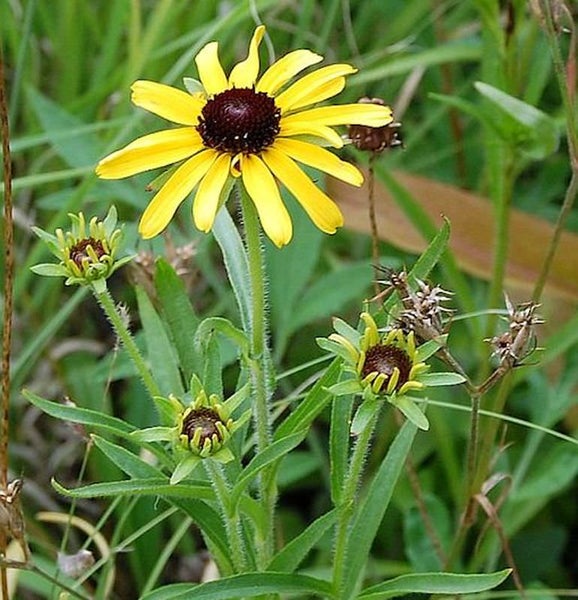Gelbe Rudbeckia Pflanze im Garten