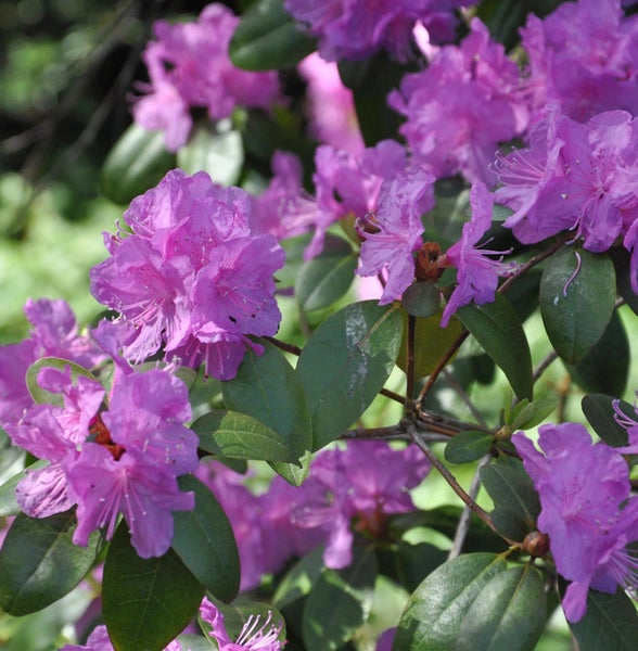 Nahaufnahme eines Rhododendronstrauchs mit lila Blüten und grünen Blättern