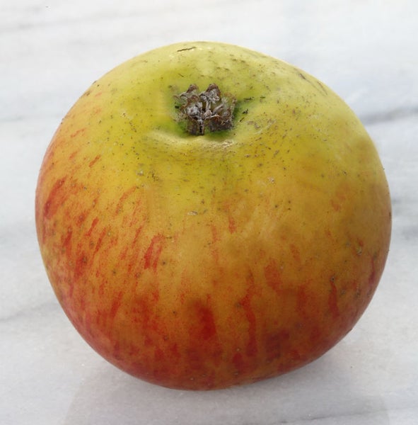 Apfel