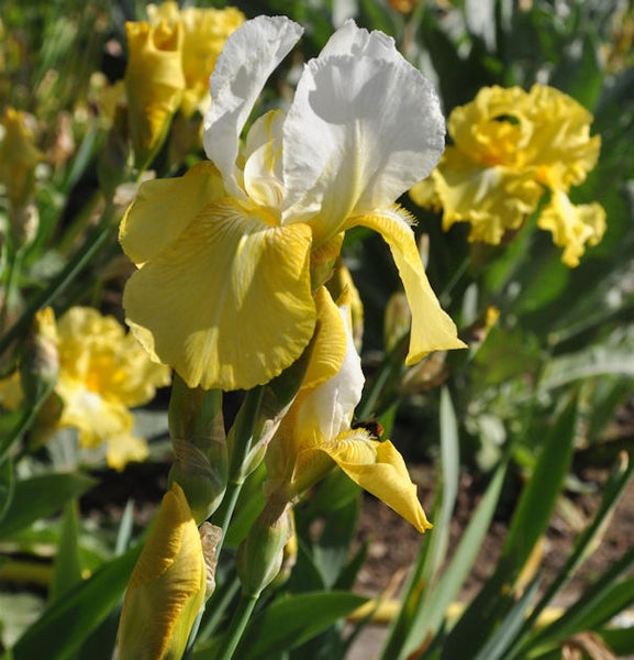 Gelbe und weiße Schwertlilie im Garten
