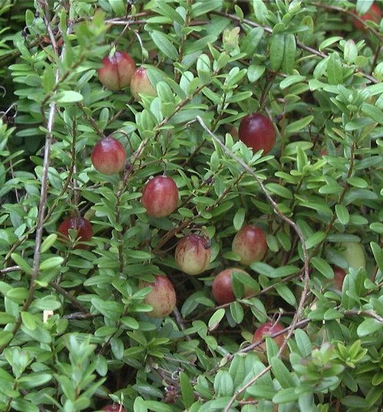 Nahaufnahme von Cranberries am Strauch