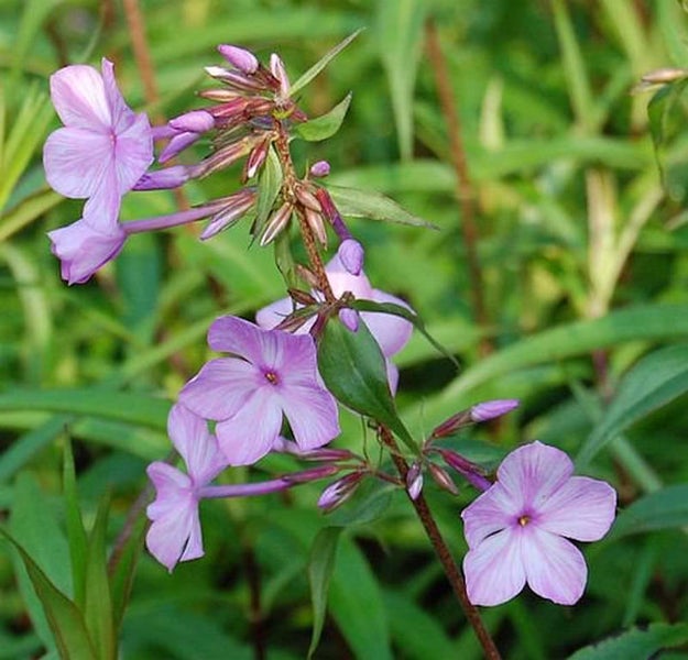 Flammenblume im Detail