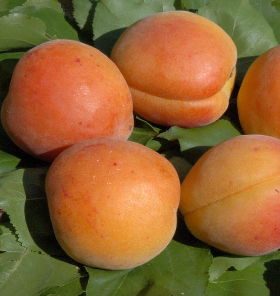 Mehrere Aprikosen auf Blättern
