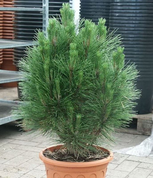 Kiefer in einem Topf