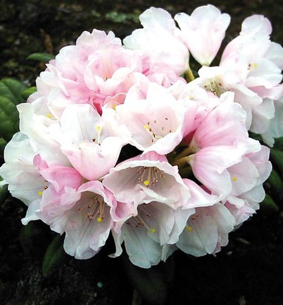 Nahaufnahme einer Rhododendronblüte