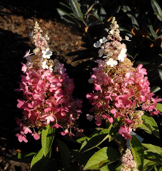 Zwei pinkfarbene Rispenhortensien im Garten.