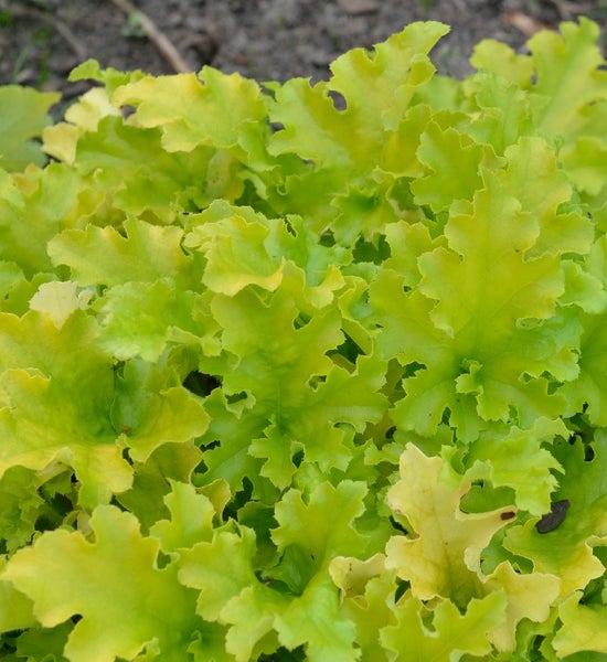 Nahaufnahme von Heuchera Blättern