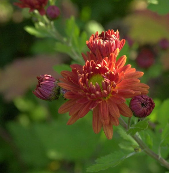 Nahaufnahme einer orangefarbenen Chrysanthemenblüte mit Blütenknospen