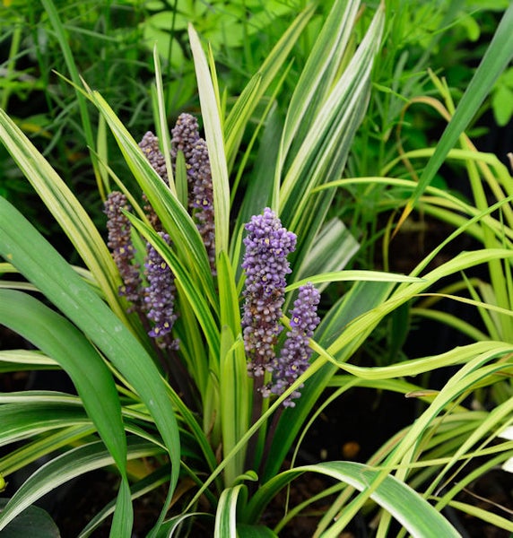 Liriope Muscari Gras mit violetten Blütenständen
