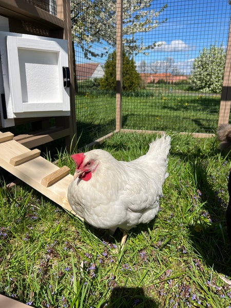 Hühnerstall Mitte EZ Chicken Home 1,68m² 127 x 133 x 158 cm Beige hergestellt in EU