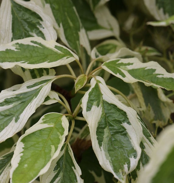 Hartriegel mit grün-weissen Blättern