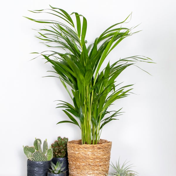 Dypsis Lutescens - Goldpalme - Zimmerpflanze - Pflegefreundlich - ⌀17 cm - ↕60-70 cm