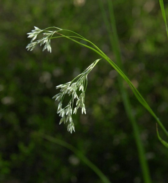 Grasblüte im Detail