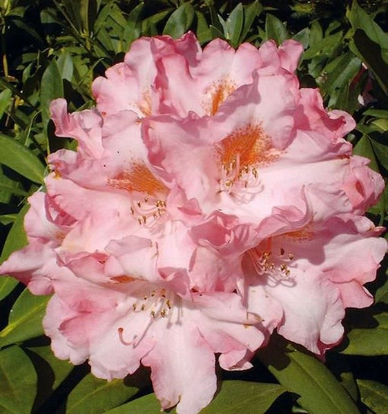Nahaufnahme einer Rhododendronblüte