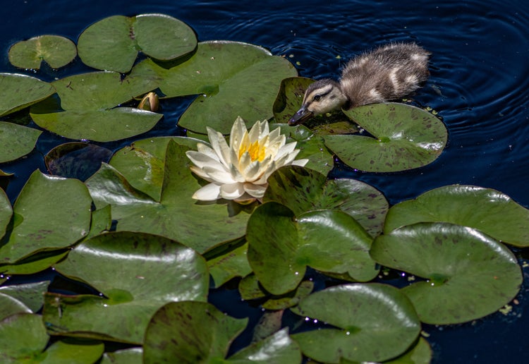 Nymphaea 'Marliacea Chormat' – Seerose – Winterheart – Zone 4 – ⌀11 cm - ↕25-35 cm