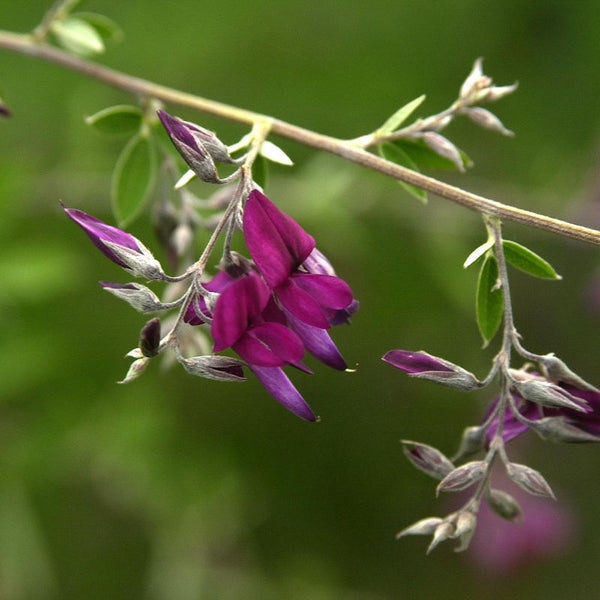 Blütenstand von Indigofera