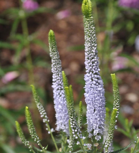 Nahaufnahme von Ehrenpreis Pflanzen im Garten.