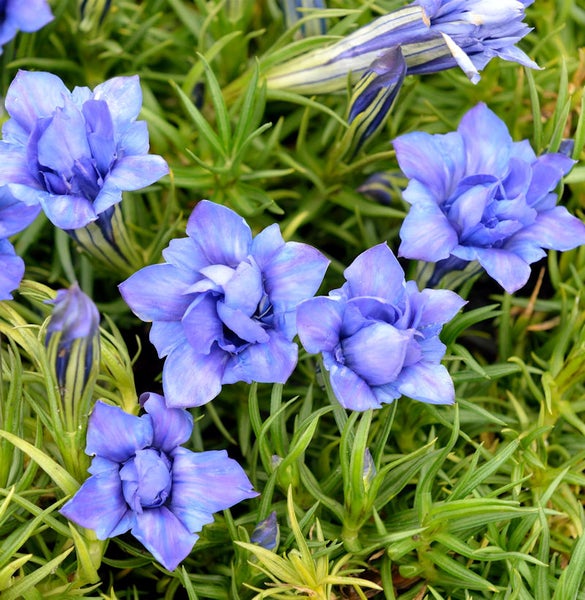 Enzianpflanze mit blauen Blüten und grünen Blättern
