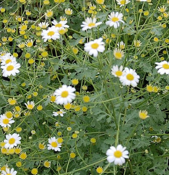 Feld von Anthemis Tinctoria Gartenpflanzen mit weißen Blütenblättern und gelben Blütenköpfen