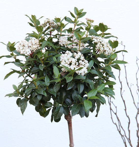 Schneeball Viburnum als Kugelbaum mit weißen Blüten und grünen Blättern