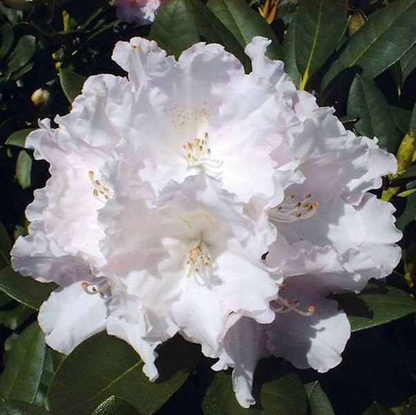 Nahaufnahme einer Rhododendronblüte