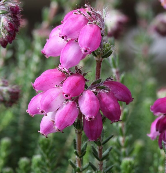 Detailaufnahme einer rosafarbenen Heidekrautblüte