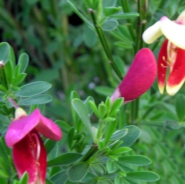 Aufnahme einer Cytisus-Pflanze mit Blüten