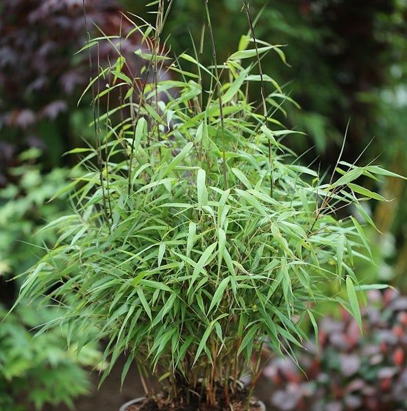 Bambuspflanze im Topf für den Garten
