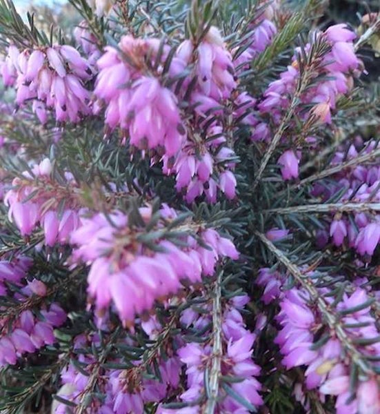 Nahaufnahme einer winterharten Schneeheide mit purpurroten Blüten.