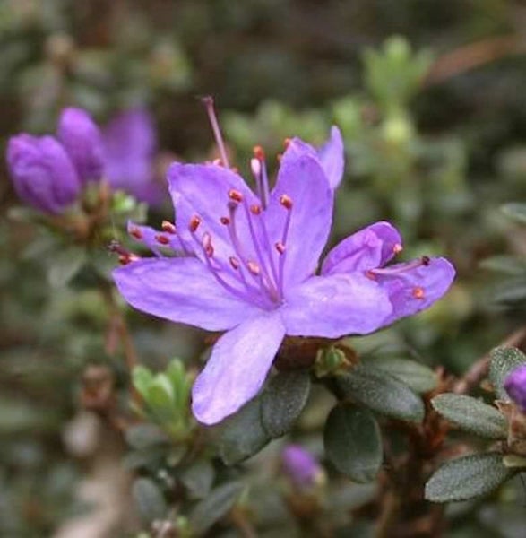 Nahaufnahme einer lila Rhododendronblüte mit Blättern