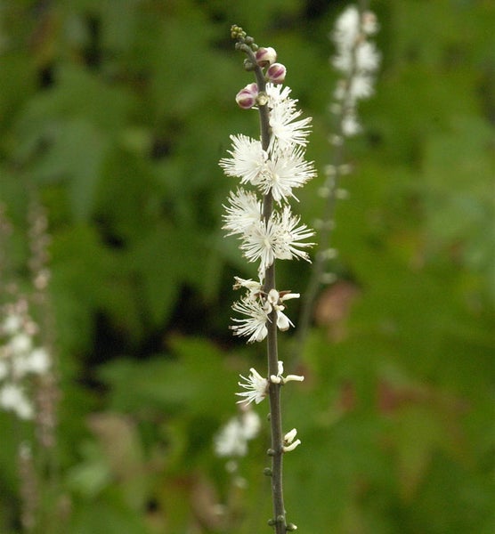 Silberkerze mit weißen Blüten