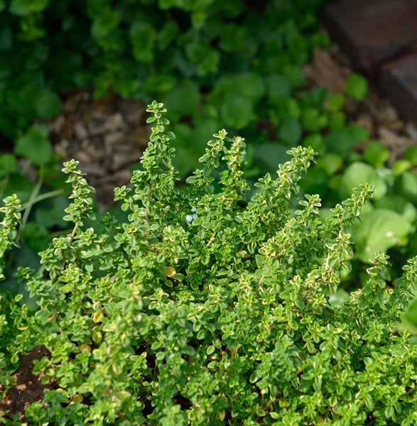 Thymianpflanze im Garten