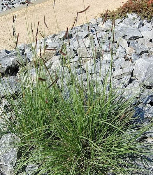 Zwei Büsche Segge im Steingarten