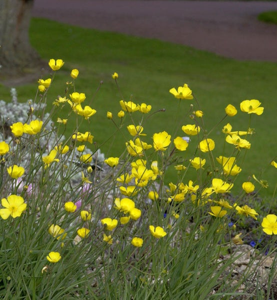 Gelbe Hahnenfußblüten im Garten