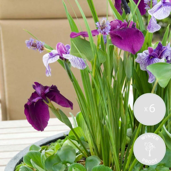 6x Iris 'Kaempferi' – Japanische Schwertlilie – Teichpflanze – Winterhart – ⌀9 cm - ↕20-30 cm