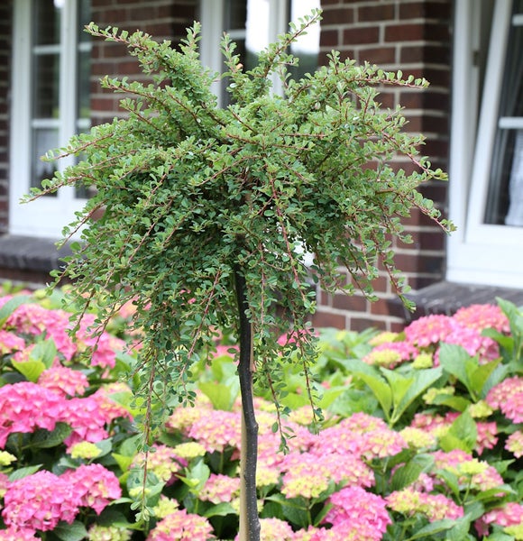 Zierstrauch auf Stamm im Gartenbeet