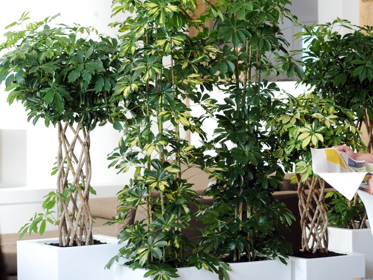 Schefflera 'Arboricola' | Fingerpflanze je - Zimmerpflanze im Kinderzimmertopf cm19 cm - ↕70-80 cm