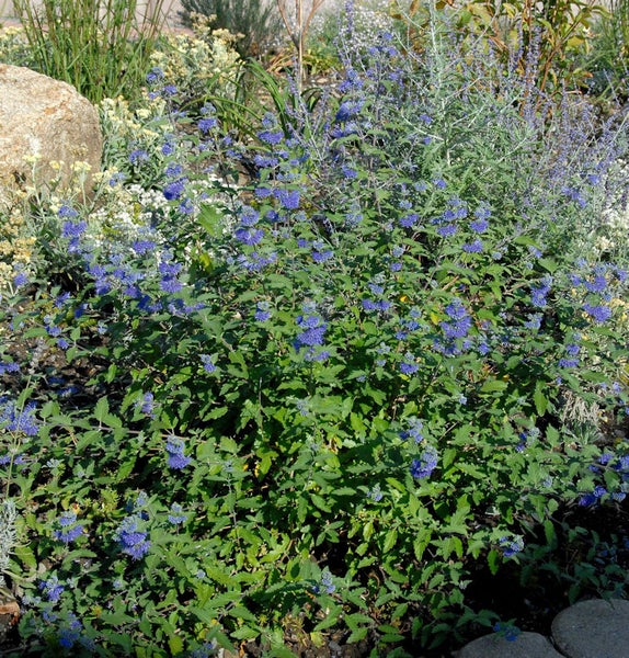Blühende Blaubusch-Pflanze im Garten