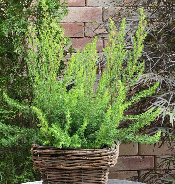 Grüne Strauchpflanze in einem geflochtenen Korb
