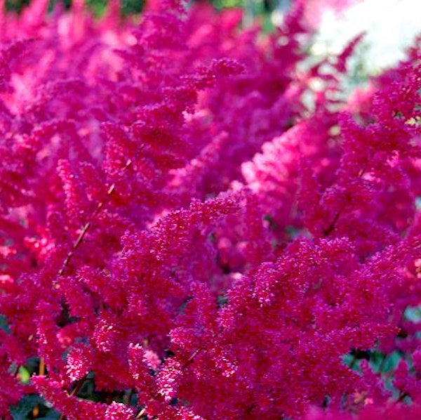 Astilbe-Blüten im Gartenbeet