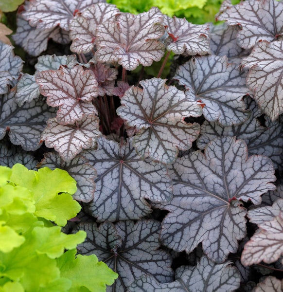 Nahaufnahme von Heuchera-Pflanzen mit dekorativen Blättern