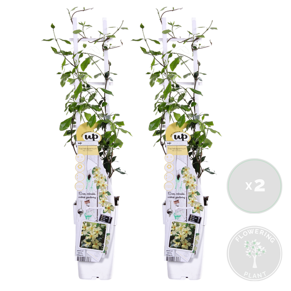Bloomique - 2er-Set - Trachelospermum Jasminoides - Toskanischer Jasmin - Gelb - Kletterpflanzen - Gartenpflanzen - Winterhart - Immergrün - 50-70 cm Hoch - Topf 15 cm