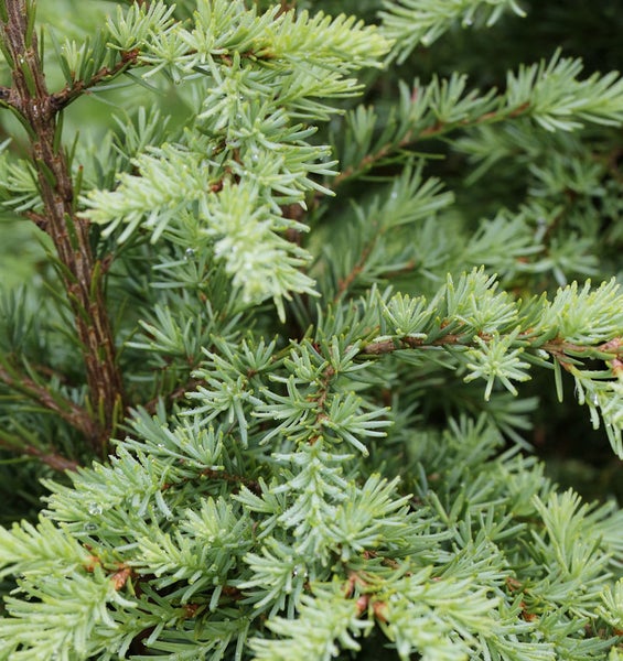 Nahaufnahme einer Zypresse mit Nadeln
