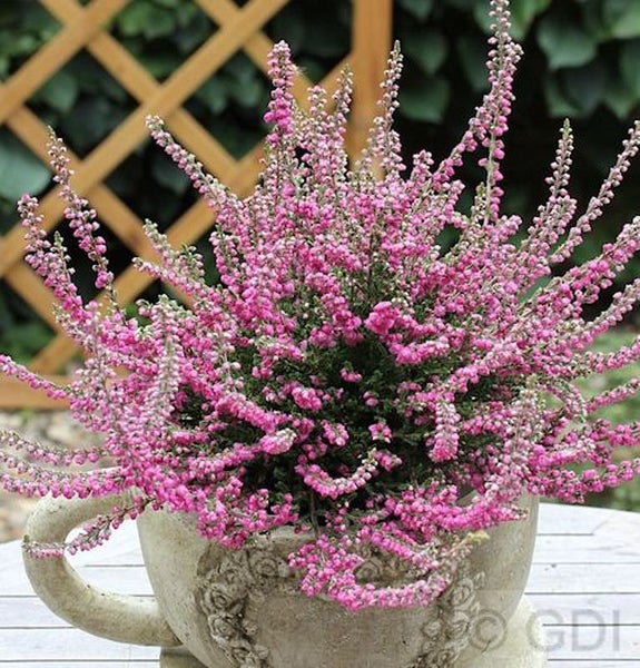 Blühende Besenheide in einem Topf