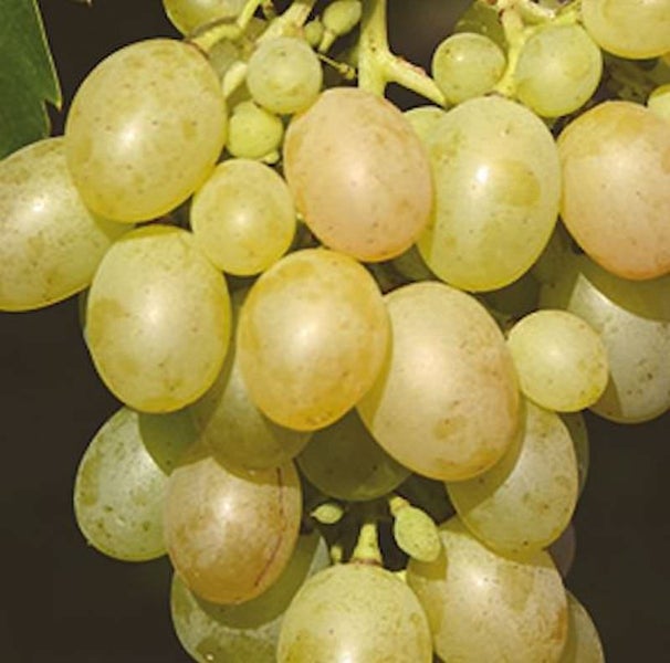 Nahaufnahme einer Traube mit hellen Beeren