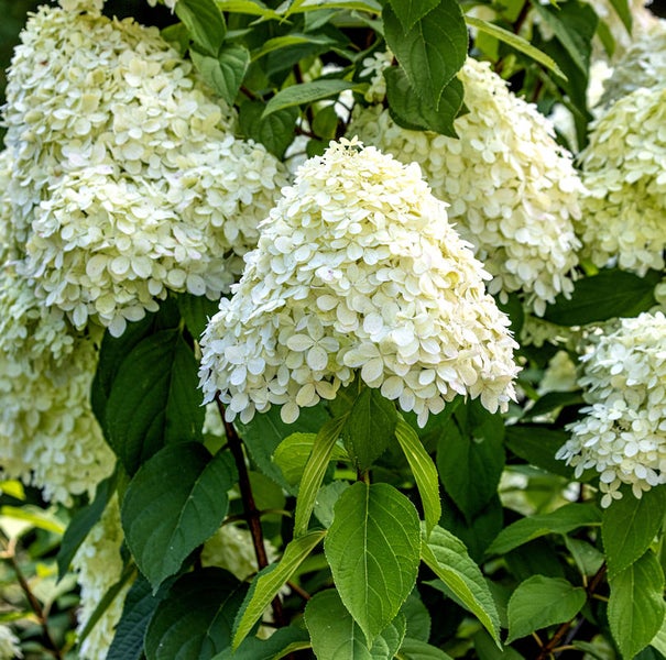 Rispenhortensie mit weißen Blüten