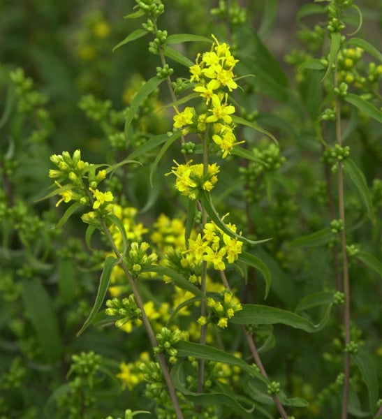 Goldrute mit gelben Blüten und grünen Blättern
